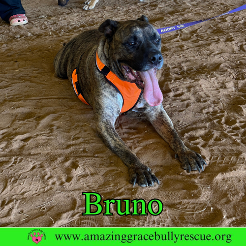 BRUNO - Staffordshire Bull Terrier available for adoption