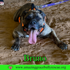 Bruno - Photo 3