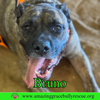 Bruno - Photo 4