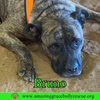 Bruno - Photo 5