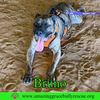 Bruno - Photo 6