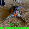 Bruno - Photo 8
