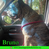 Bruno