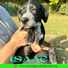 Isaac