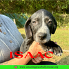 Isaac