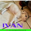 Ivan