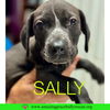 Sally