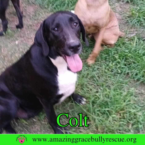 Colt