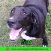 Colt