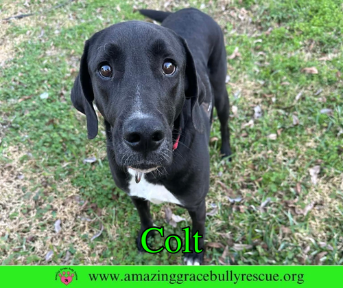 COLT - Labrador Retriever available for adoption