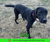Colt - Photo 3