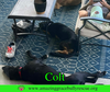Colt - Photo 5
