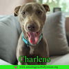 Charlene (Char)