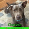 Charlene (Char)