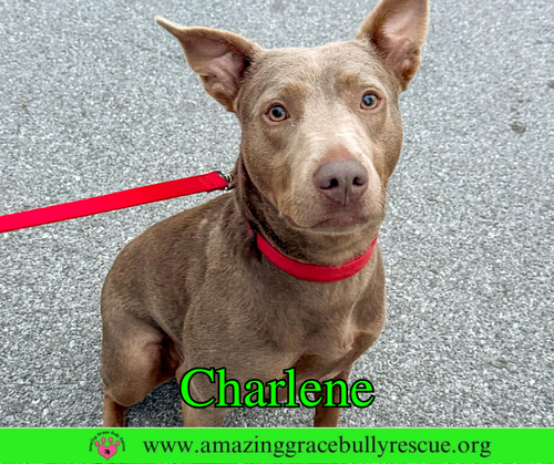 Charlene (Char), an adoptable Labrador Retriever in Milton, FL