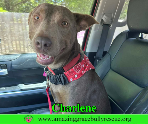 Charlene (Char), an adoptable dog