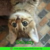 Delcatty