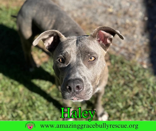 Haley, an adoptable Pit Bull Terrier in Milton, FL