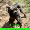 Happy