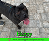 Happy - Photo 2