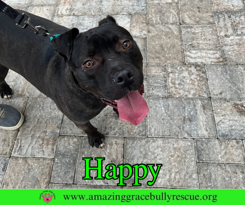 HAPPY - American Pit Bull Terrier available for adoption