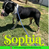 Sophia