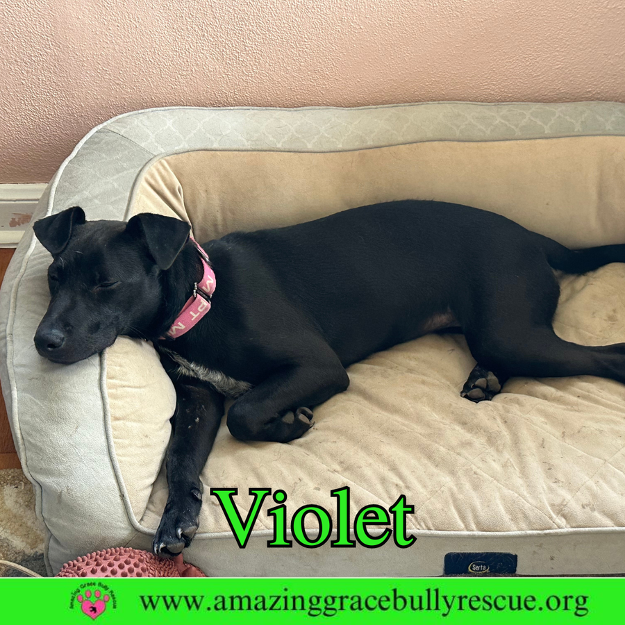 Violet