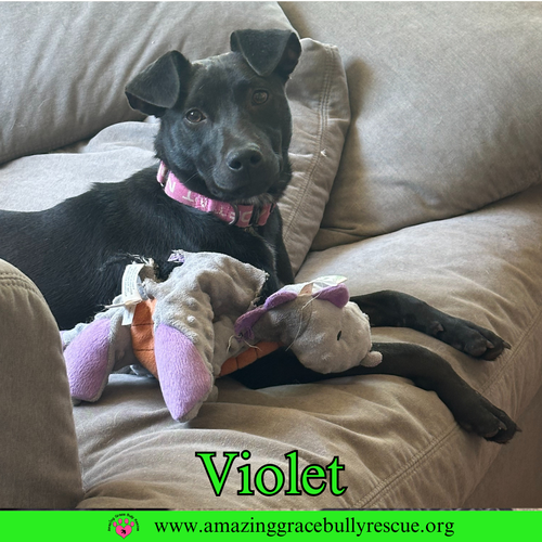 Violet
