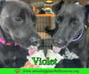 Violet - Photo 3
