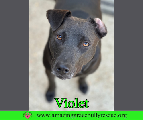 Violet