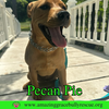 Pecan Pie