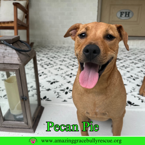 Pecan Pie
