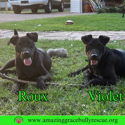 ROUX 2 - Hound available for adoption