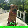 Rosie