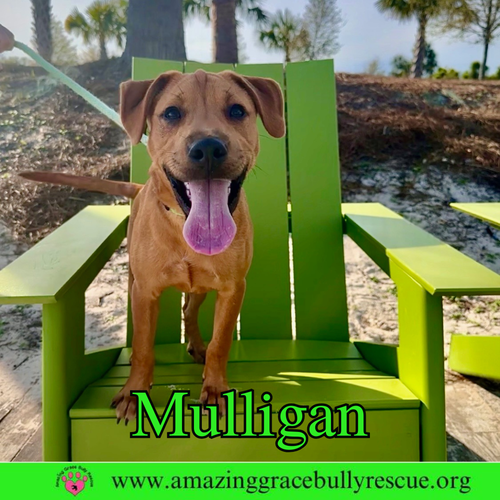 Mulligan