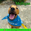 Mulligan