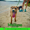 Mulligan