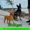 Mulligan
