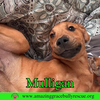 Mulligan
