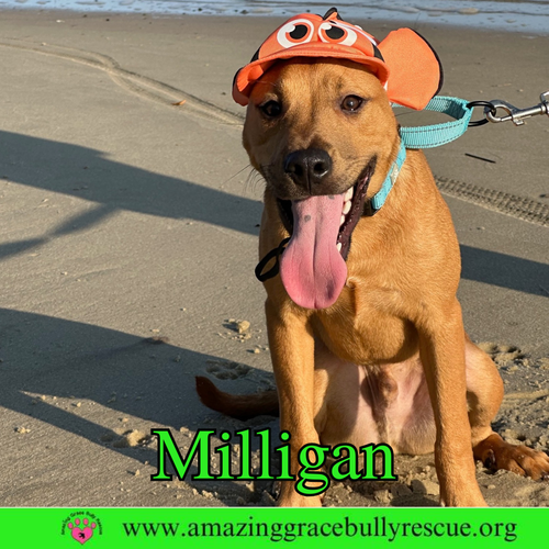 Mulligan