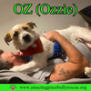 Oz (Ozzie)