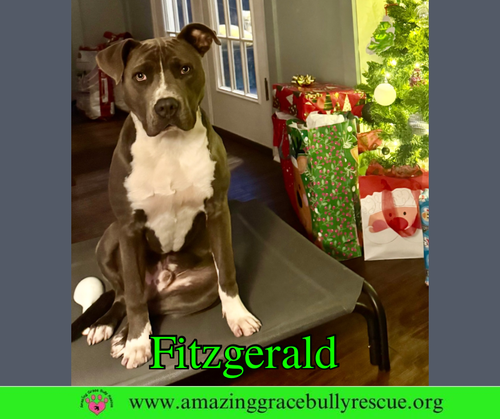 picture of the dog needing adoption
