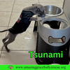 Tsunami