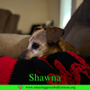 Shawna