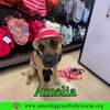 Amelia