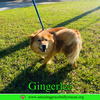 Gingerlee
