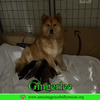 Gingerlee