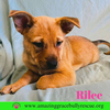 Rilee