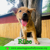 Rilee