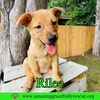 Rilee